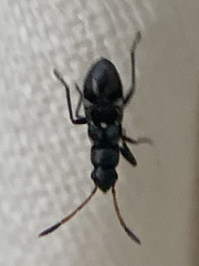 Pseudopachybrachius vinctus