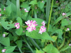 Persicaria thunbergii