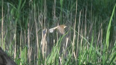 Acrocephalus australis