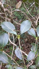 Coptosperma