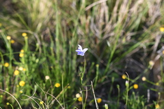 Wahlenbergia gracilis