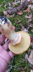 Suillus ponderosus