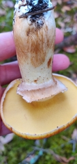 Suillus ponderosus