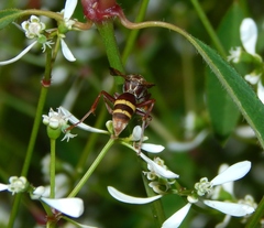Polistes badius