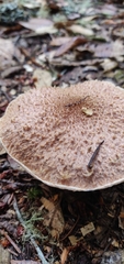 Suillus lakei