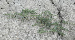 Capparis spinosa herbacea