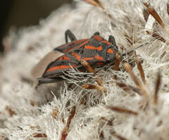 Spilostethus trilineatus