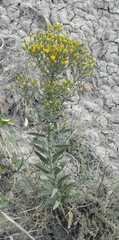 Galatella villosa