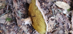 Suillus lakei
