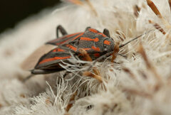 Spilostethus trilineatus