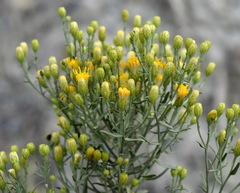 Galatella villosa