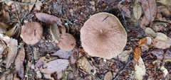 Suillus lakei