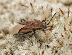 Spilostethus trilineatus