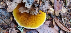 Suillus lakei