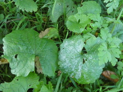 Erysiphe cruciferarum