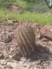 Ferocactus peninsulae