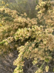 Passerina corymbosa