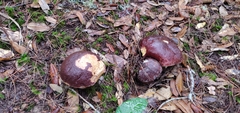 Boletus regineus