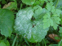 Erysiphe cruciferarum