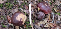 Boletus regineus