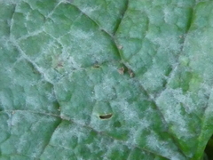 Erysiphe cruciferarum