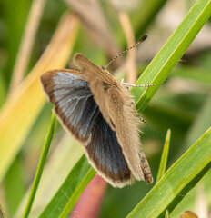 Zizeeria knysna knysna