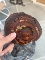Ganoderma zonatum