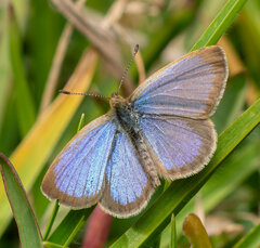 Zizeeria knysna knysna
