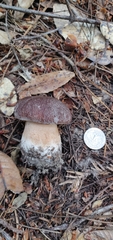 Boletus regineus