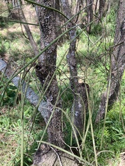 Dendrobium teretifolium