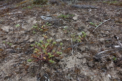 Myosotis hikuwai