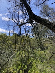 Dendrobium teretifolium