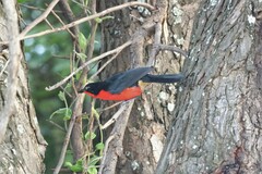 Laniarius erythrogaster