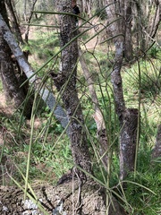 Dendrobium teretifolium