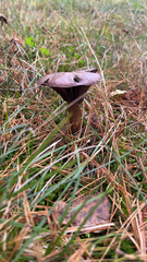 Chroogomphus vinicolor