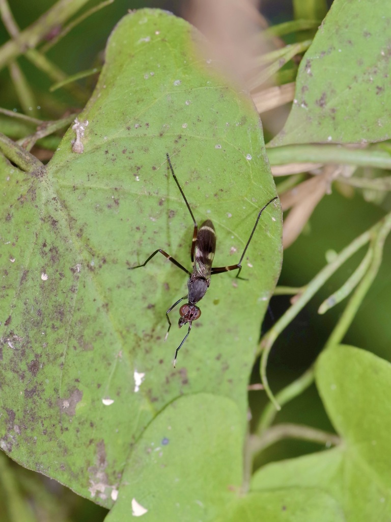 Taeniaptera lasciva