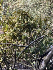 Notothixos subaureus