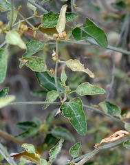 Atriplex aucheri