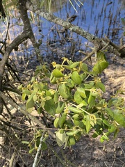 Notothixos subaureus