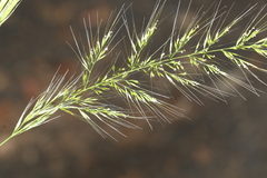 Dichelachne micrantha