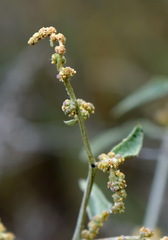 Atriplex aucheri