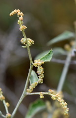 Atriplex aucheri