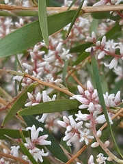 Leucopogon australis