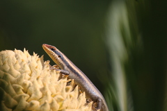 Trachylepis wahlbergii