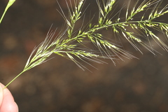 Dichelachne micrantha