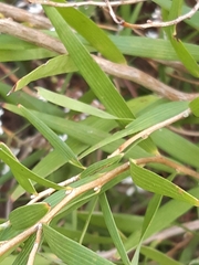 Leucopogon australis