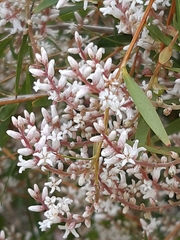 Leucopogon australis