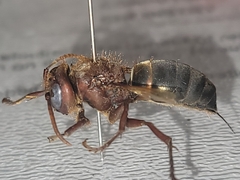 Vespa dybowskii