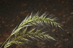 Dichelachne micrantha