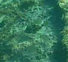 Stephanolepis diaspros